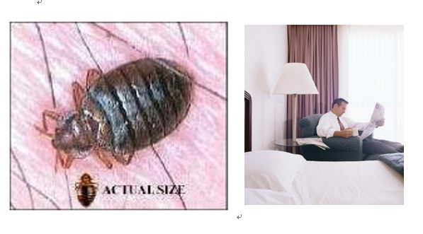臭虫1.png