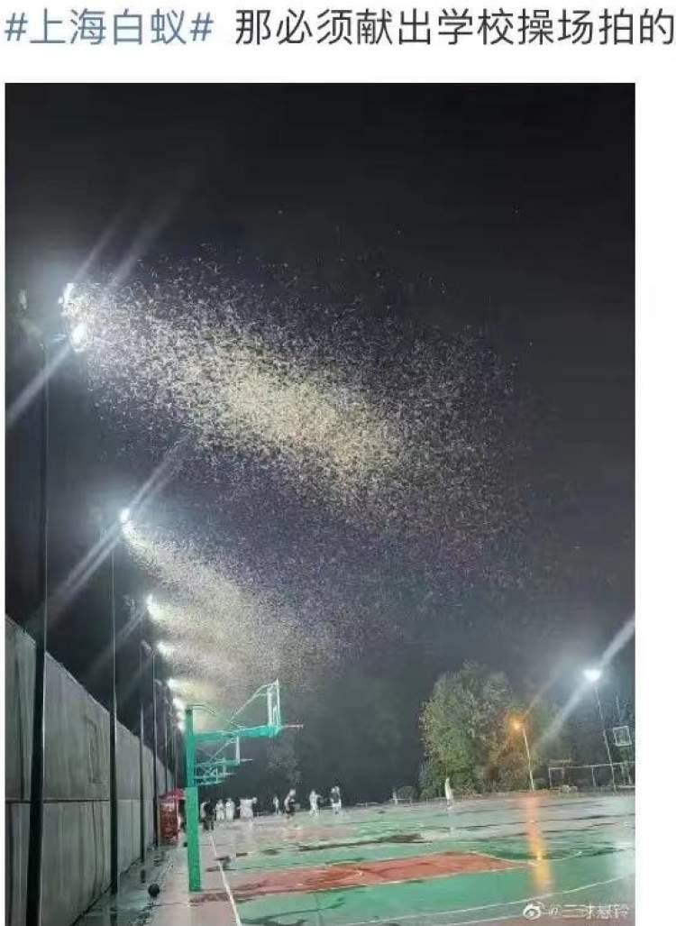 上门灭钱白蚁一般要多少钱_上门灭钱白蚁一般多少钱_上门灭白蚁一般多少钱