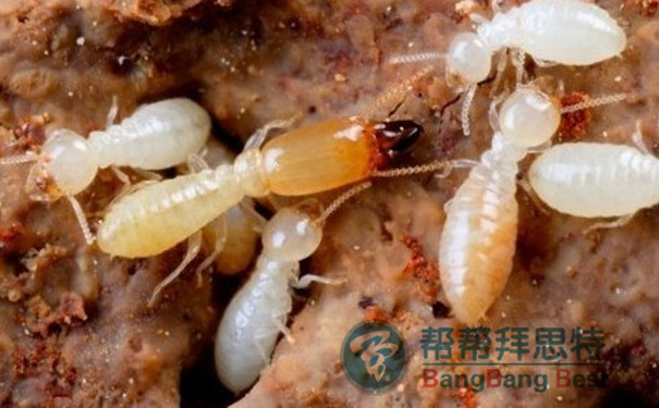 白蚁怎么灭_灭白蚁的特效药_灭白蚁用什么药最好