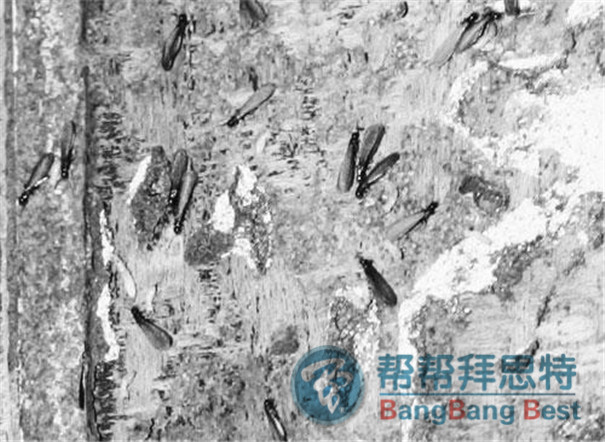 白蚁怎么灭_灭白蚁的特效药_灭白蚁用什么药最好