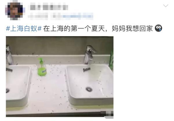 上门灭钱白蚁一般多少钱_上门灭白蚁一般多少钱_上门灭钱白蚁一般要多久