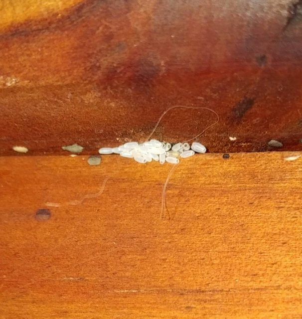 吸血臭虫_吸血臭虫咬了怎么处理_吸血臭虫用什么药消灭最有效