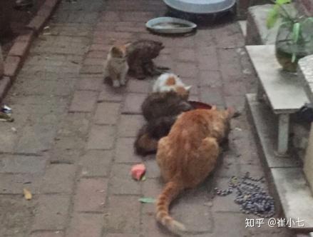 怎样除跳骚_怎样除跳骚_怎样除跳骚
