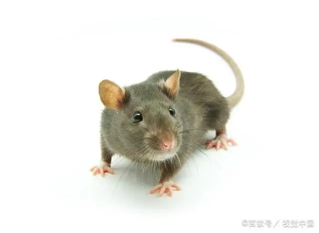 灭老鼠提示_老鼠灭老鼠_老鼠灭了会倒霉吗