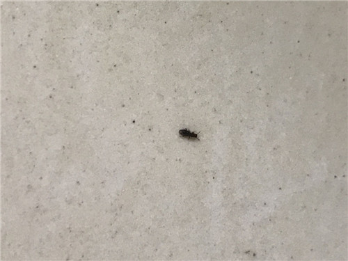 特效杀臭虫药_灭臭虫的药_臭虫杀虫药