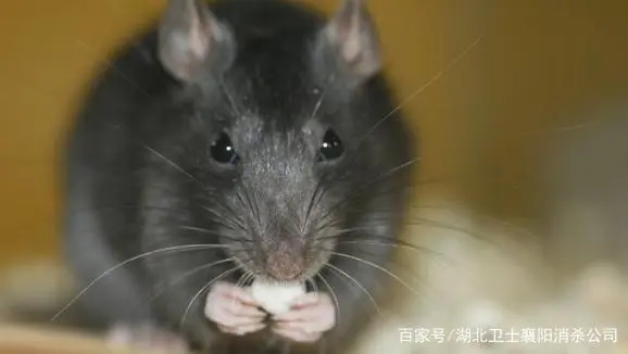 老鼠灭不完怎么办_老鼠灭了会倒霉吗_灭老鼠提示