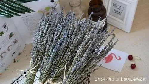 老鼠灭不完怎么办_老鼠灭了会倒霉吗_灭老鼠提示