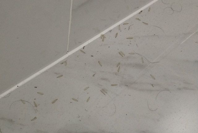 上门灭白蚁价格表_上门灭白蚁价格是多少_上门灭白蚂蚁