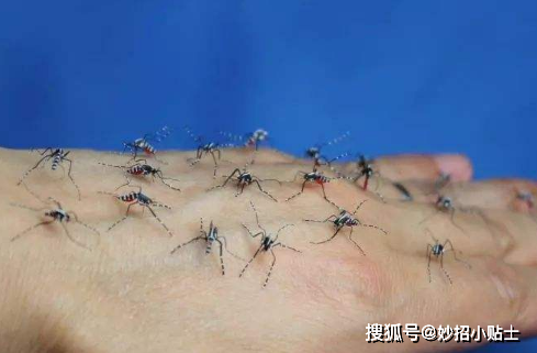 怎样灭蚊子家用偏方_灭蚊子小妙招有哪些_灭蚊子的小妙招
