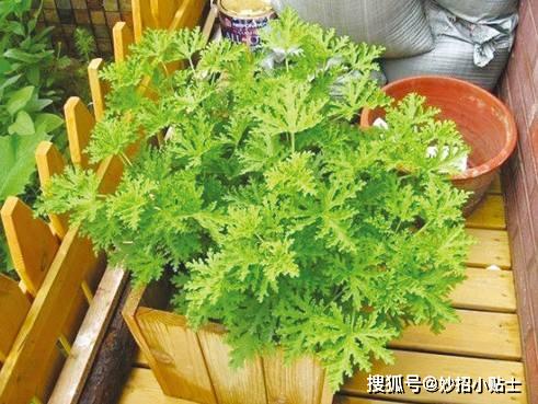 灭蚊子小妙招有哪些_灭蚊子的小妙招_怎样灭蚊子家用偏方