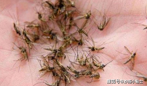 怎样灭蚊子家用偏方_灭蚊子的小妙招_灭蚊子小妙招有哪些
