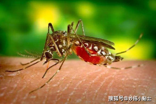 灭蚊子的小妙招_灭蚊子小妙招有哪些_怎样灭蚊子家用偏方