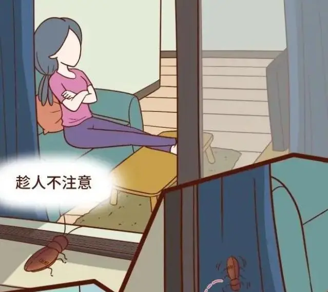 蟑螂怕什么_蟑螂怕高温吗_蟑螂怕不怕樟脑丸