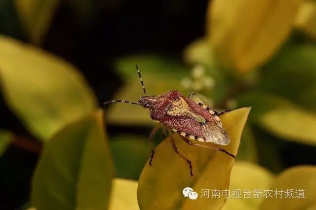 臭臭虫的功效是什么_臭虫_臭臭虫