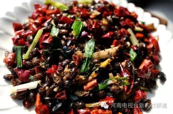 臭臭虫的功效是什么_臭臭虫_臭虫