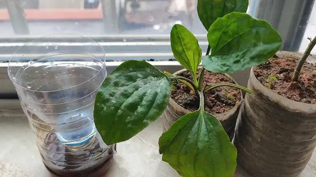灭蚊子有几种方法_生活小妙招灭蚊子配方_灭蚊子最有效的方法