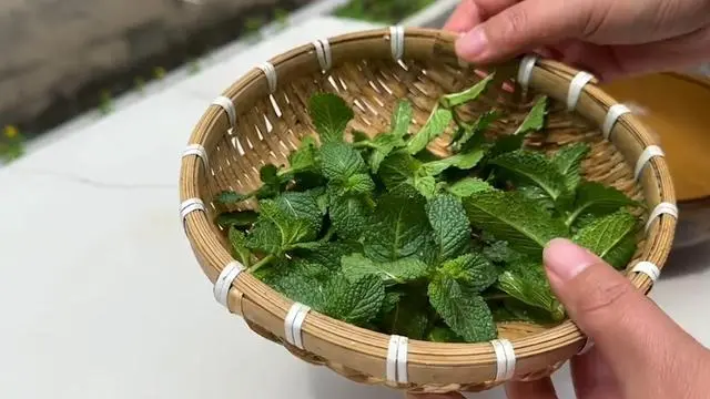 灭蚊子有几种方法_生活小妙招灭蚊子配方_灭蚊子最有效的方法
