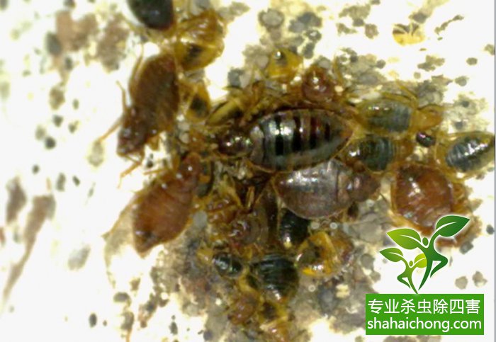 杀臭虫的药粉_灭臭虫药纸哪里有卖_灭臭虫药纸