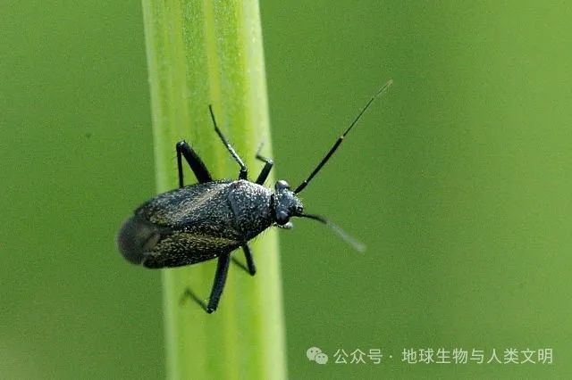 小型臭虫_小型臭虫怎么消灭_小的臭虫