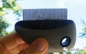 灭跳蚤药_灭跳蚤的药有毒吗_灭跳蚤药的成分是什么