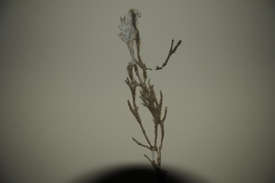 灭白蚁机构_灭白蚁防治_灭白蚁的收费标准
