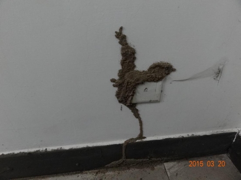 灭白蚁机构_灭白蚁防治_灭白蚁的收费标准