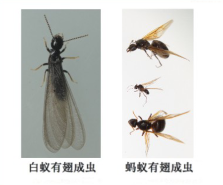灭白蚁防治_灭白蚁机构_灭白蚁的收费标准