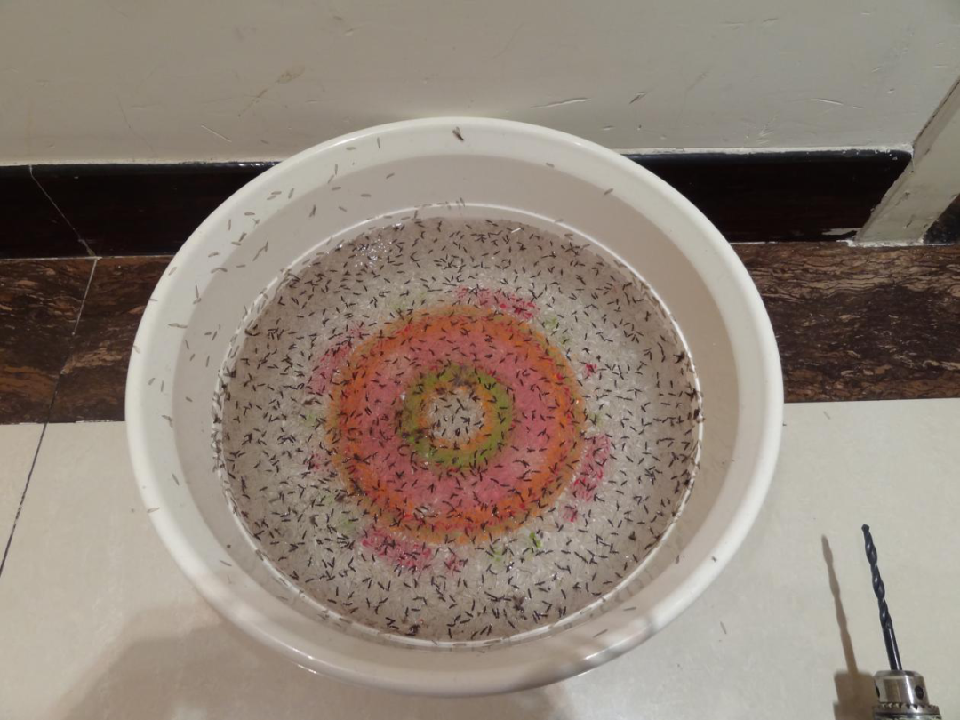 灭白蚁的收费标准_灭白蚁机构_灭白蚁防治