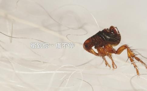 灭跳蚤药_灭跳蚤的药粉_灭跳蚤药物