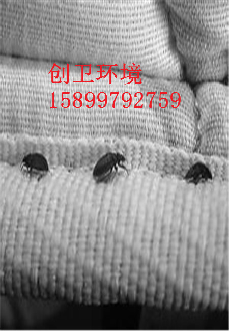 杀臭虫公司_专业灭臭虫公司_专业灭臭虫公司有用吗