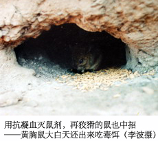 灭老鼠的药_老鼠药灭鼠效果_灭老鼠最有效的药