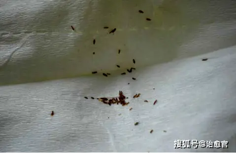 怎么彻底消灭跳蚤_彻底消灭跳蚤的妙招_教你6招彻底消灭跳蚤