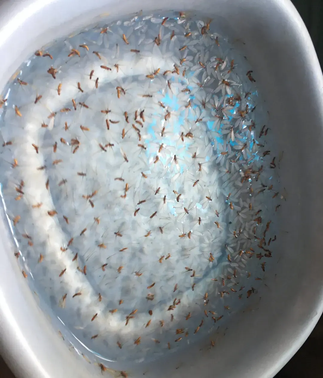 买灭白蚁药_灭白蚁药哪里有卖_灭白蚁药有毒不