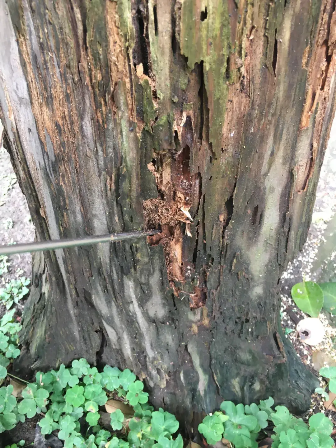 买灭白蚁药_灭白蚁药哪里有卖_灭白蚁药有毒不