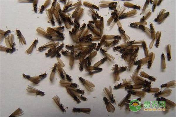 白蚁消灭方法