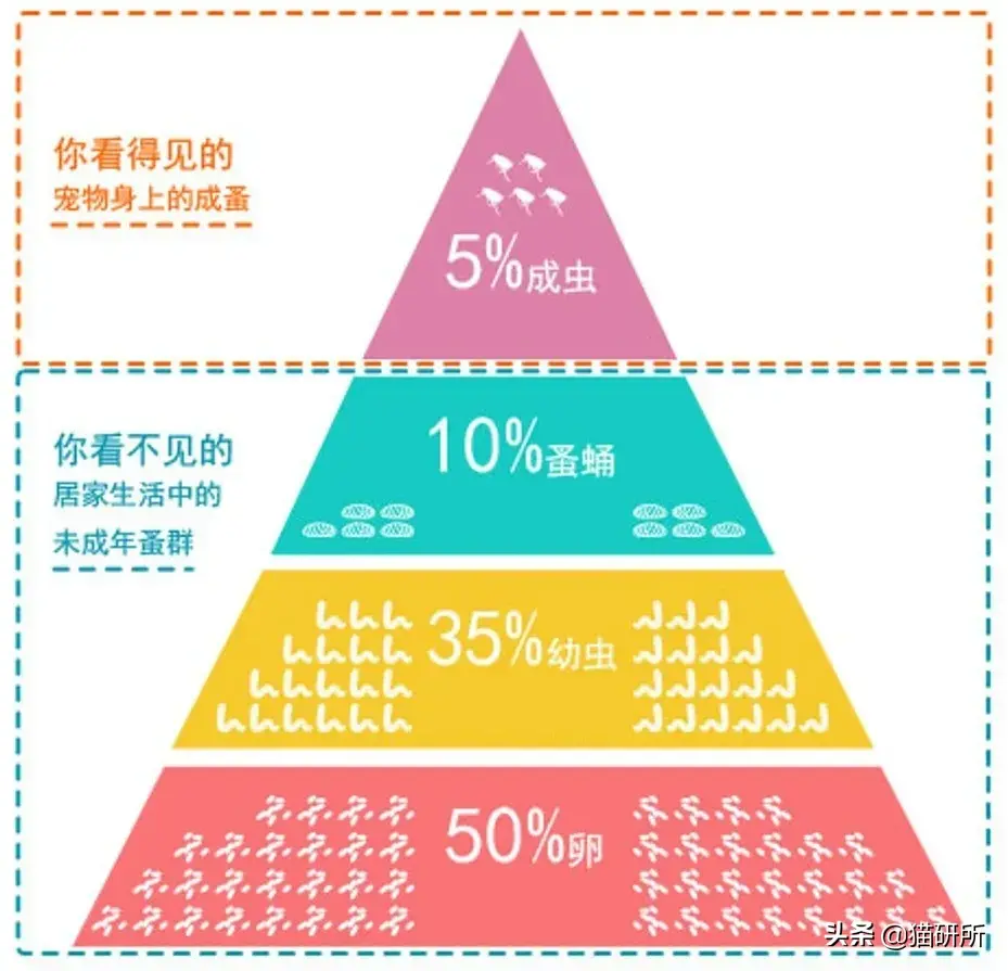 特效灭药跳蚤药有哪些_灭跳蚤药物_灭跳蚤特效药