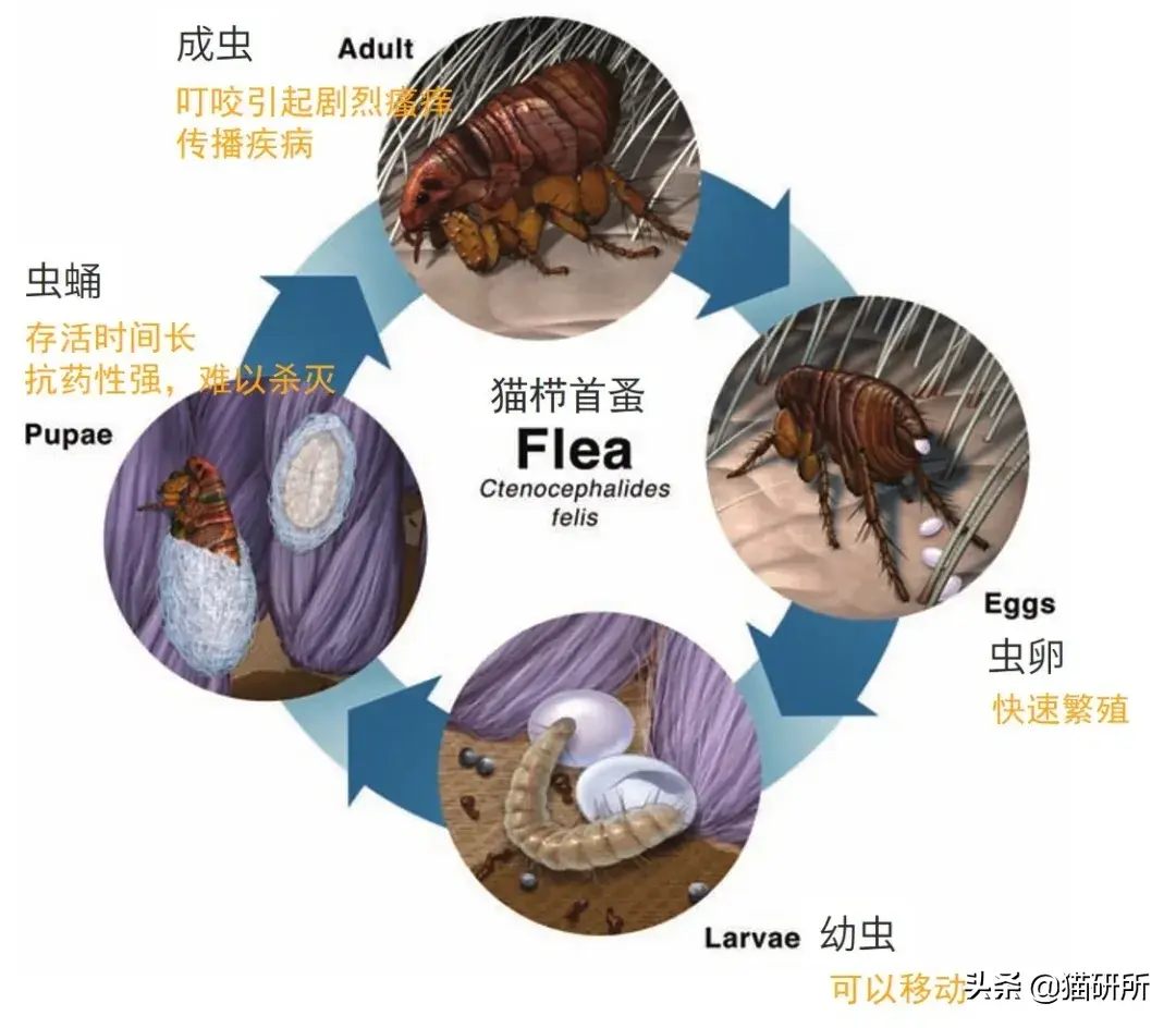 特效灭药跳蚤药有哪些_灭跳蚤药物_灭跳蚤特效药