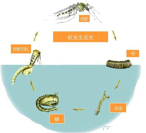 灭白蚁药的主要成分_灭白蚁药_白蚁药灭白蚁的原理