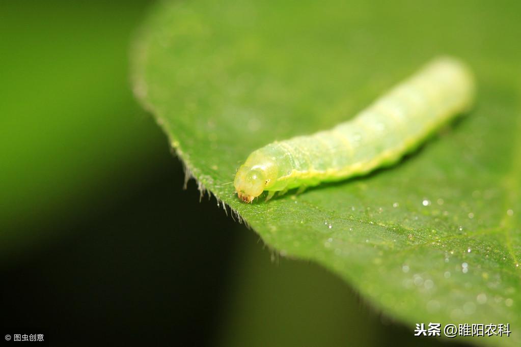 灭跳蚤的药有毒吗_灭跳蚤的药粉_灭跳蚤特效药