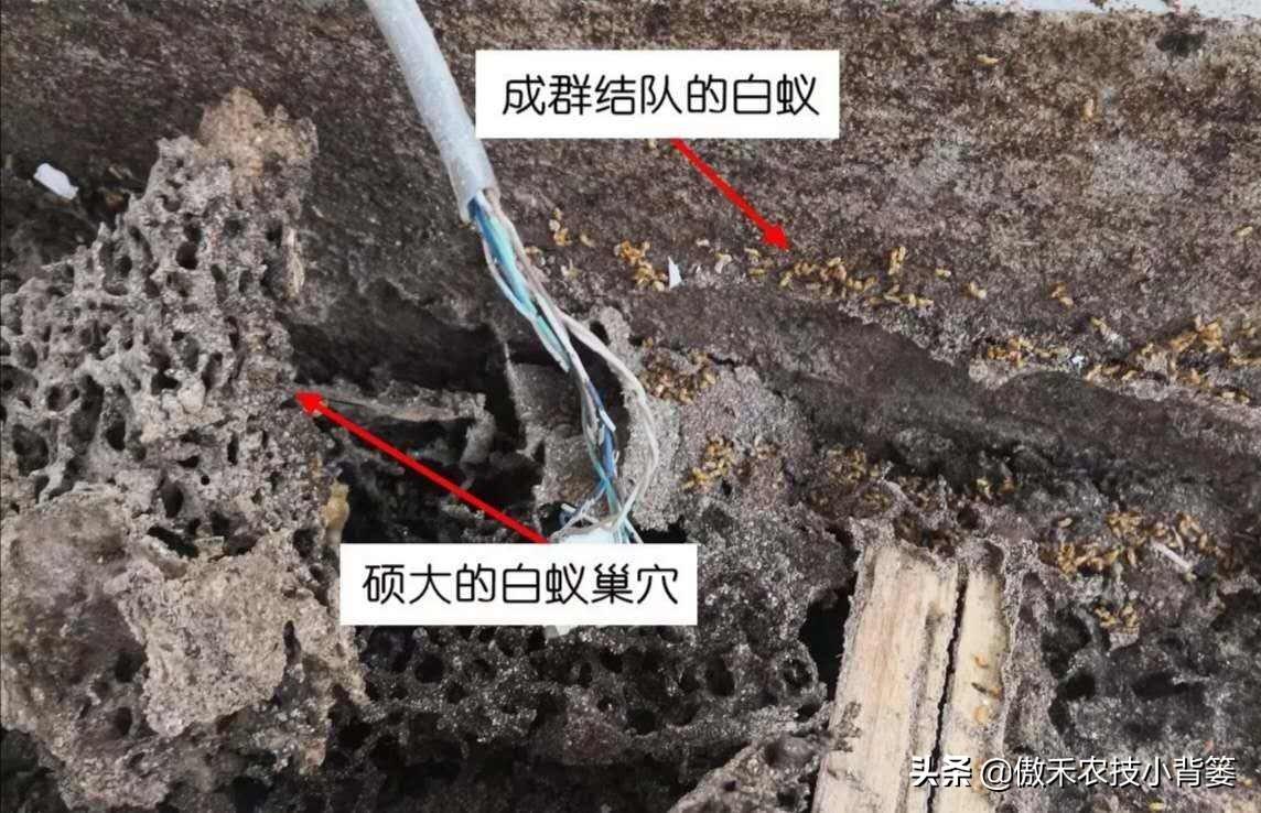 灭白蚁最快的方法_灭白蚁方法有哪些图片_灭白蚁的方法