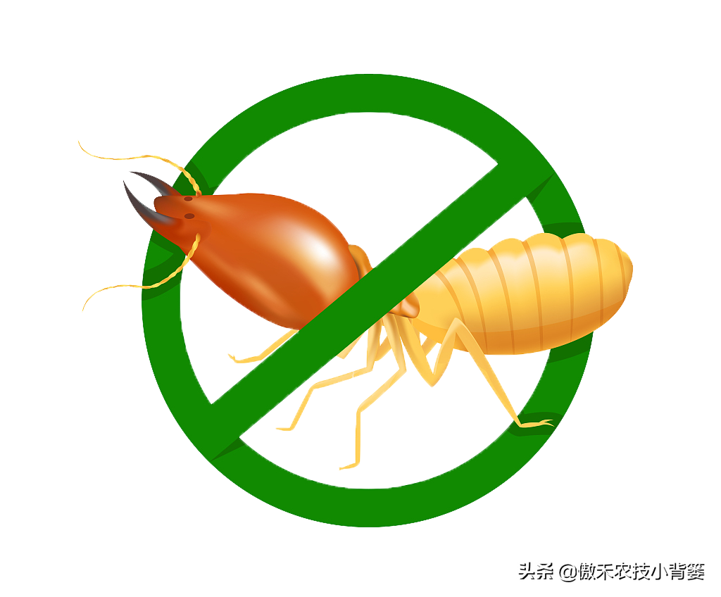 灭白蚁方法有哪些图片_灭白蚁最快的方法_灭白蚁的方法