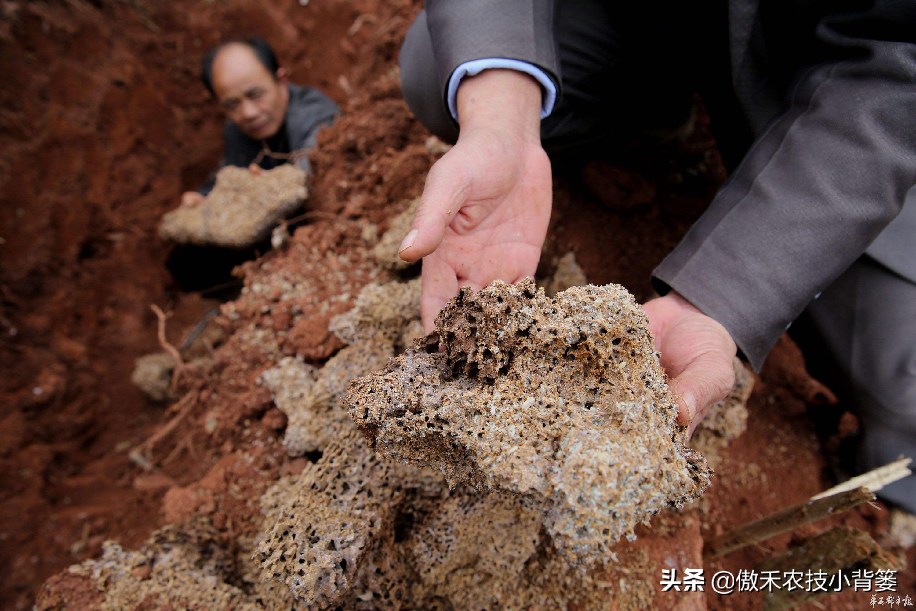 灭白蚁方法有哪些图片_灭白蚁的方法_灭白蚁最快的方法