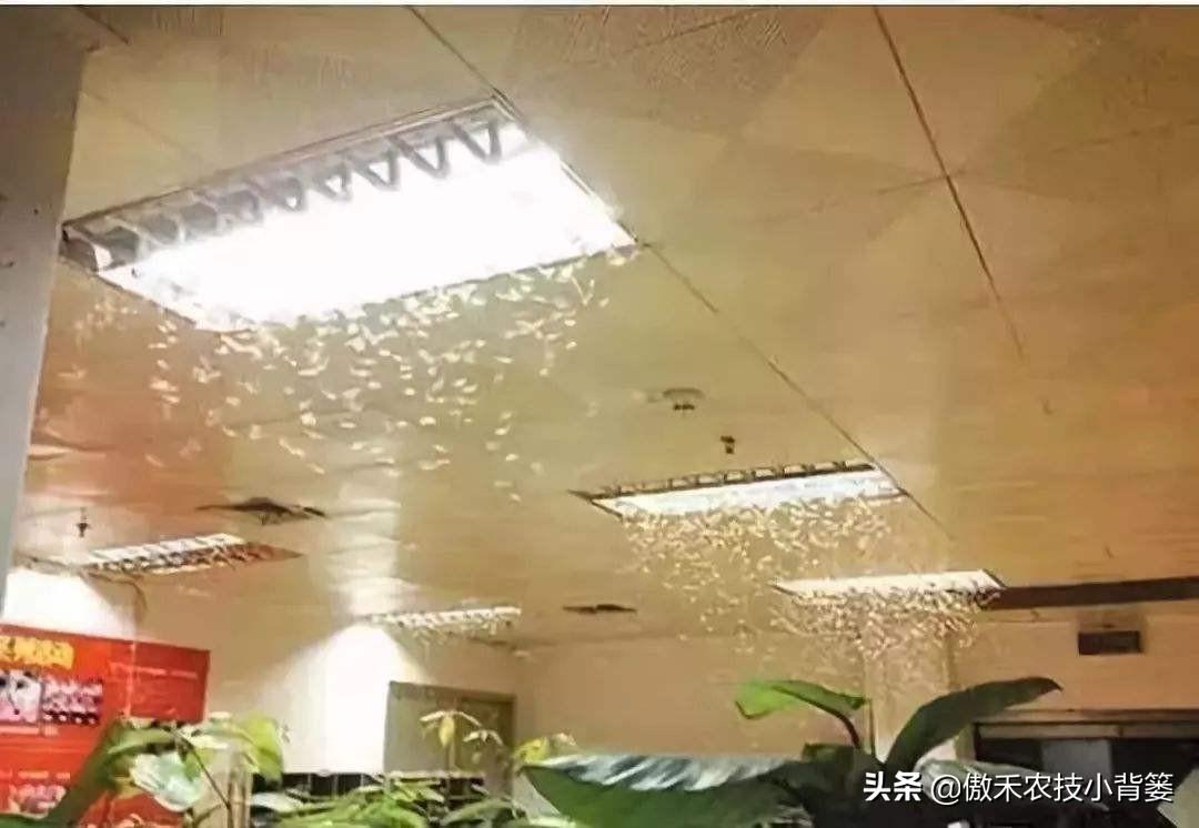灭白蚁方法有哪些图片_灭白蚁的方法_灭白蚁最快的方法