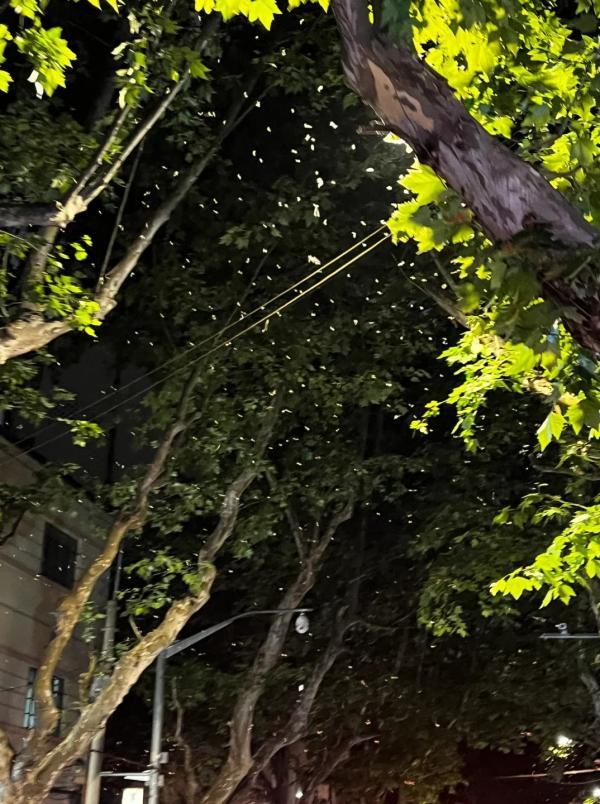 怎么灭白蚁最有效的方法_灭白蚁最快的方法_灭白蚁方法就是和用药