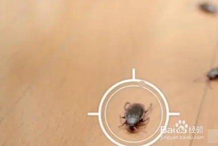 怎样灭蟑螂最有效的方法