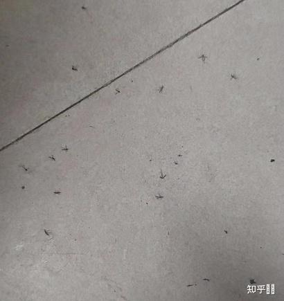 灭蚊子最好的方法家用_家庭怎样灭蚊_家用灭蚊子什么效果好