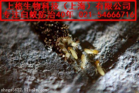 上海灭白蚁_上海灭白蚁免费吗_上海灭白蚁热线
