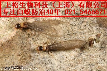 上海灭白蚁免费吗_上海灭白蚁_上海灭白蚁热线