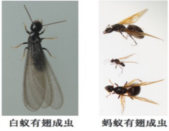 灭白蚁防治_灭白蚁有毒吗_灭白蚁的最好办法