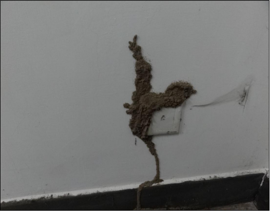 灭白蚁的最好办法_灭白蚁有毒吗_灭白蚁防治